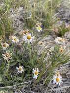 Image de Erigeron pumilus subsp. pumilus