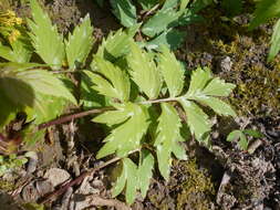 Image of eastern waterleaf