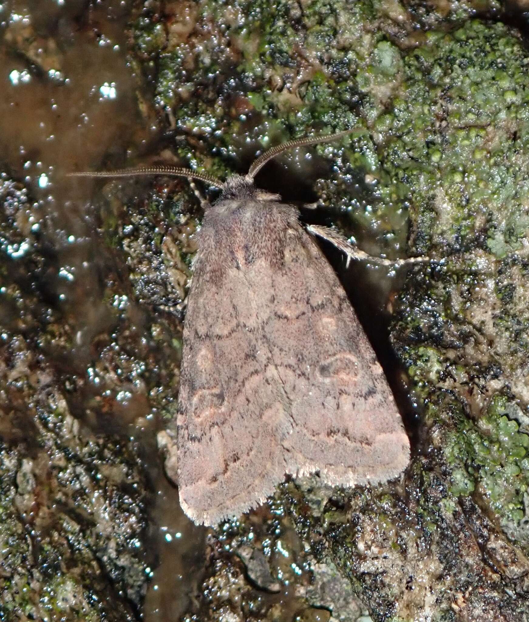 Image of Banded Quaker