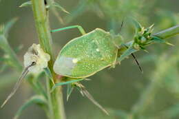 Image of Uhler's Stink Bug