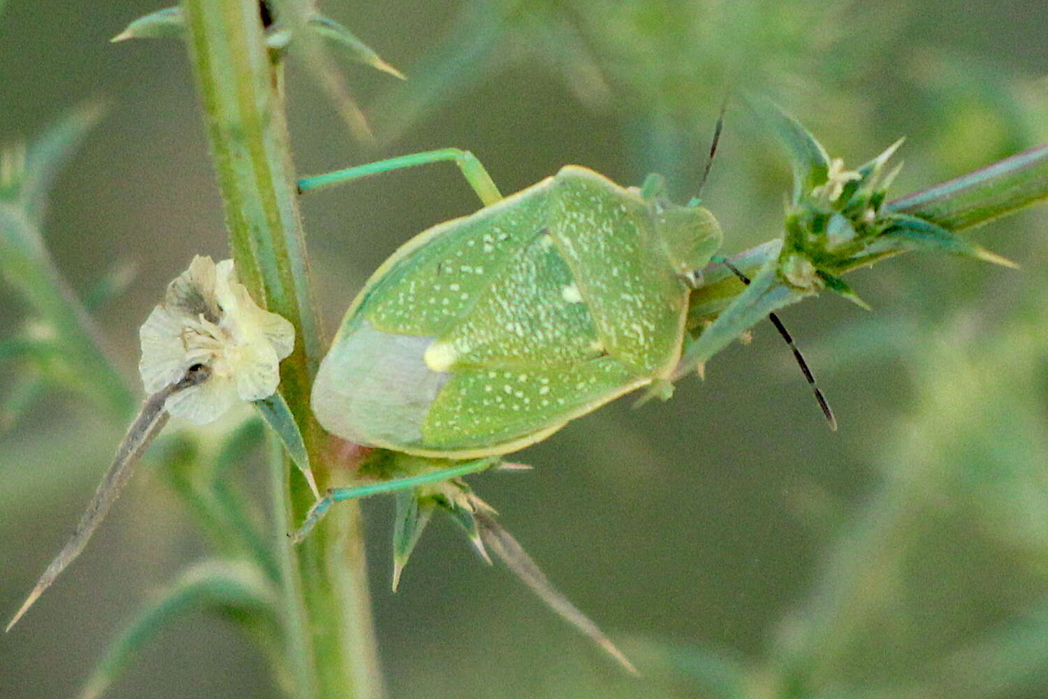 Imagem de Chlorochroa (Chlorochroa) uhleri (Stål 1872)