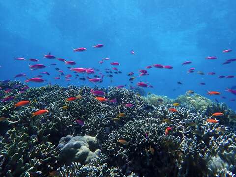 Image of Purple anthias