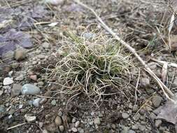 Image of poverty oatgrass