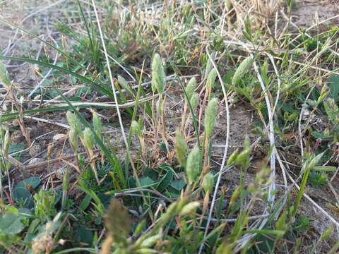 Image of Phleum arenarium L.