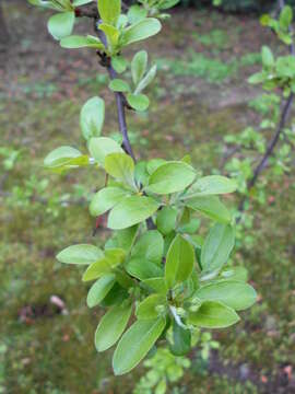 Image of Toringa crab apple