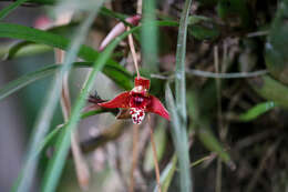 Image of Coconut orchid