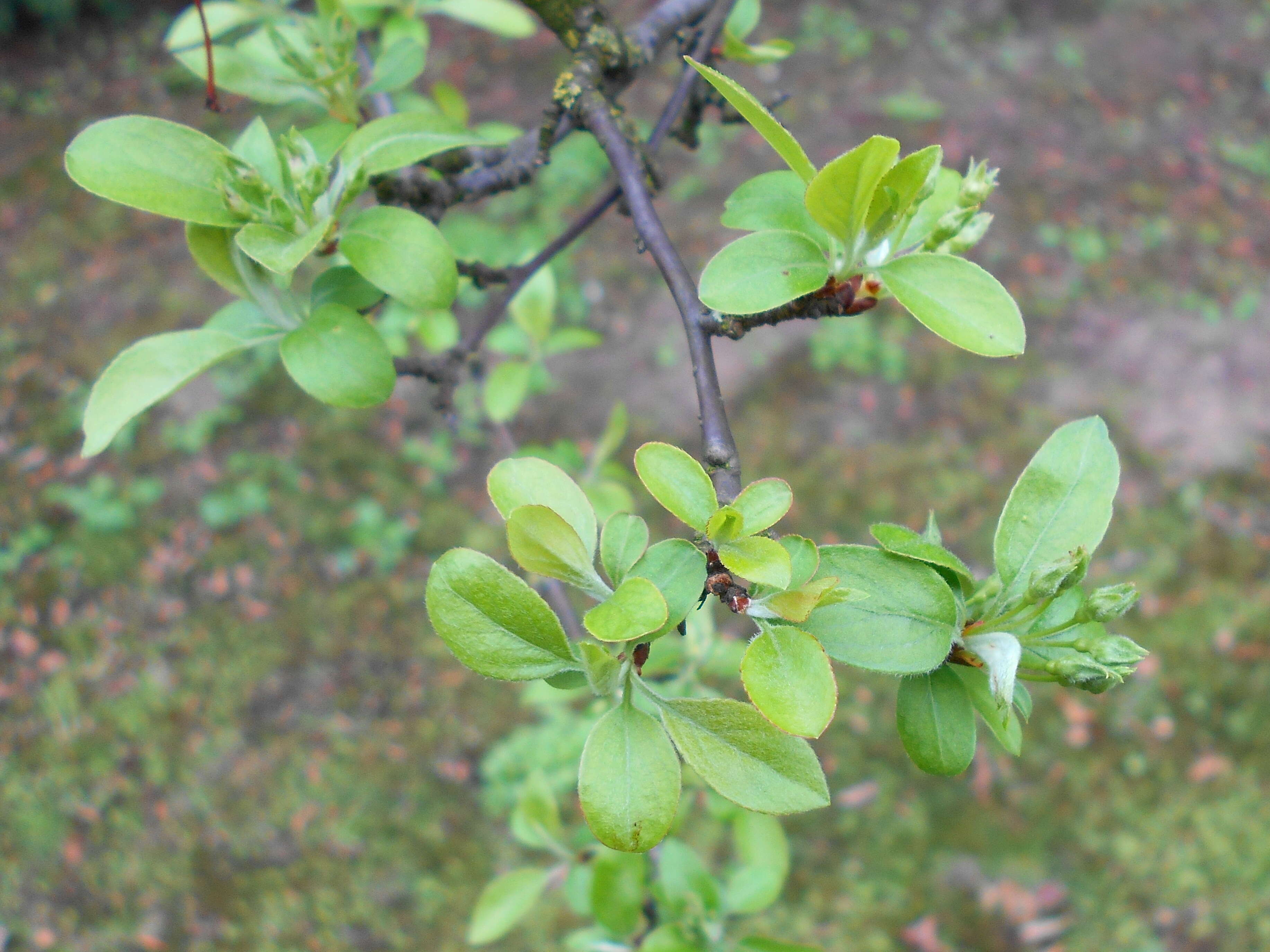 Image of Toringa crab apple