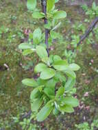 Imagem de Malus sieboldii (Regel) Rehd.