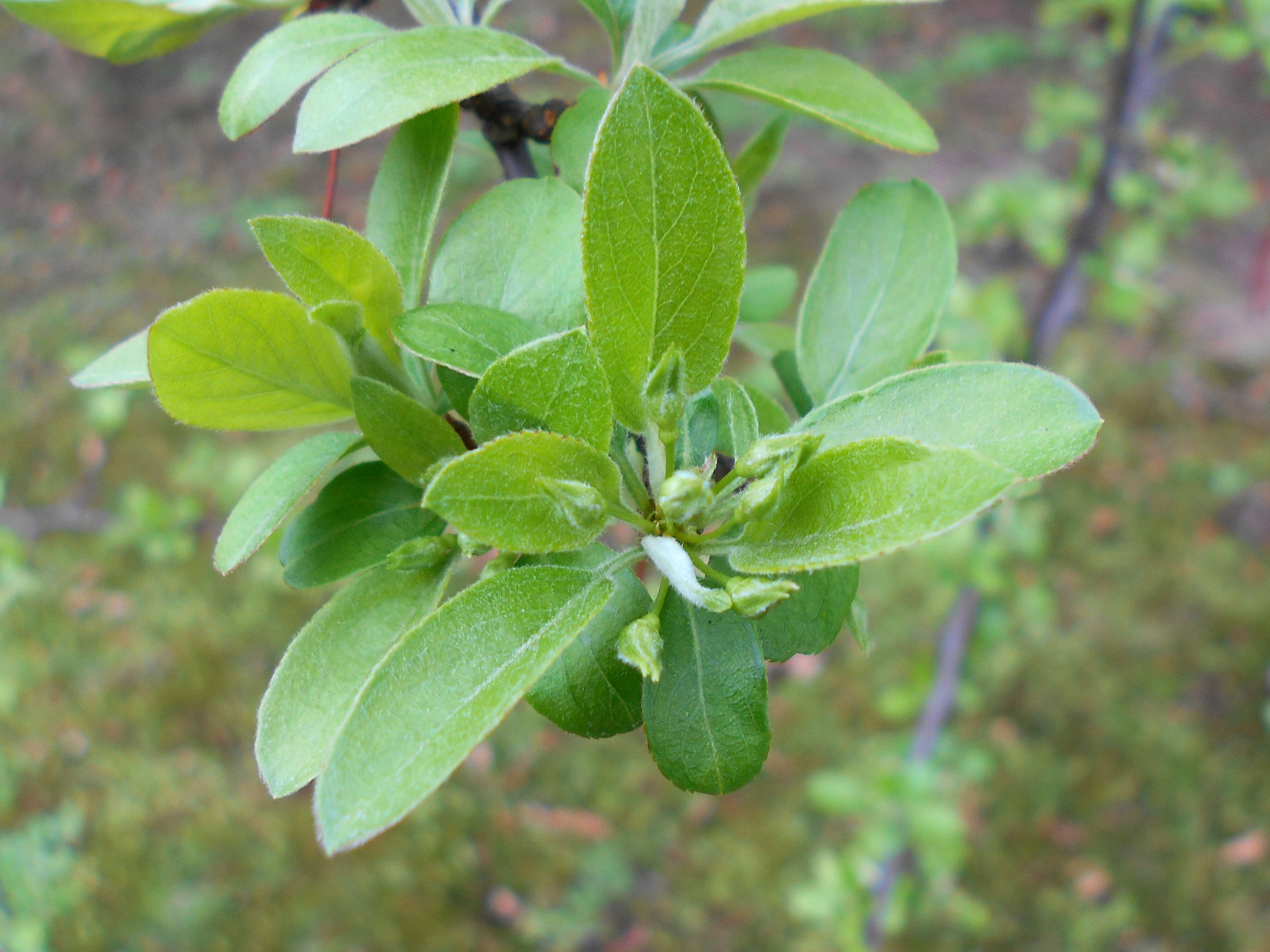 Imagem de Malus sieboldii (Regel) Rehd.