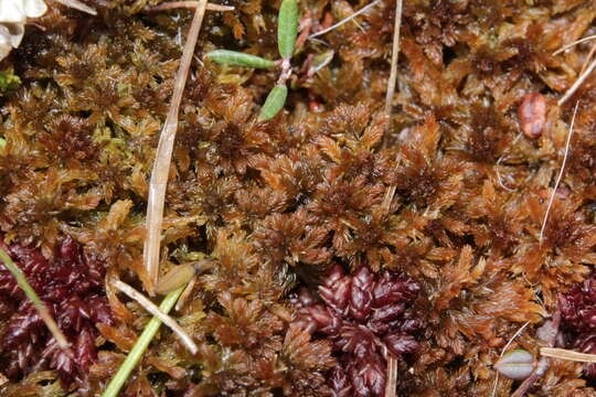 Image of sphagnum