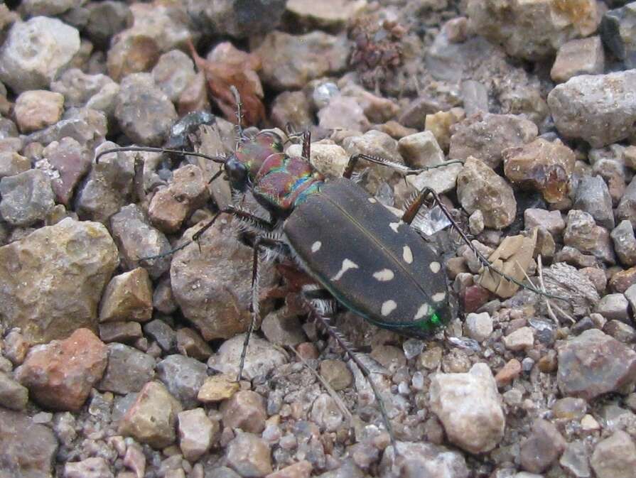 Plancia ëd Cicindela (Cicindela) oregona Le Conte 1856