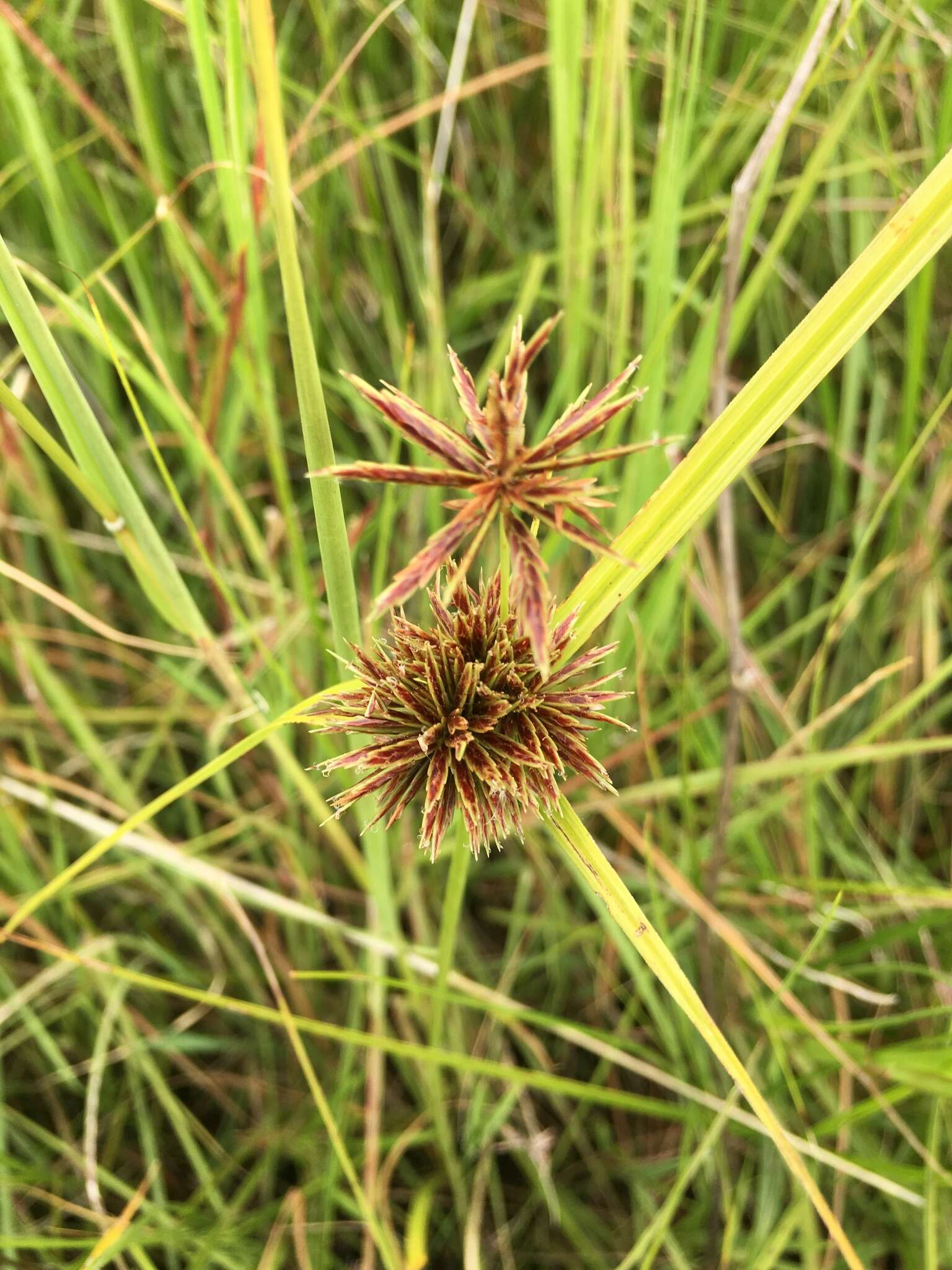 Image of clustered flatsedge