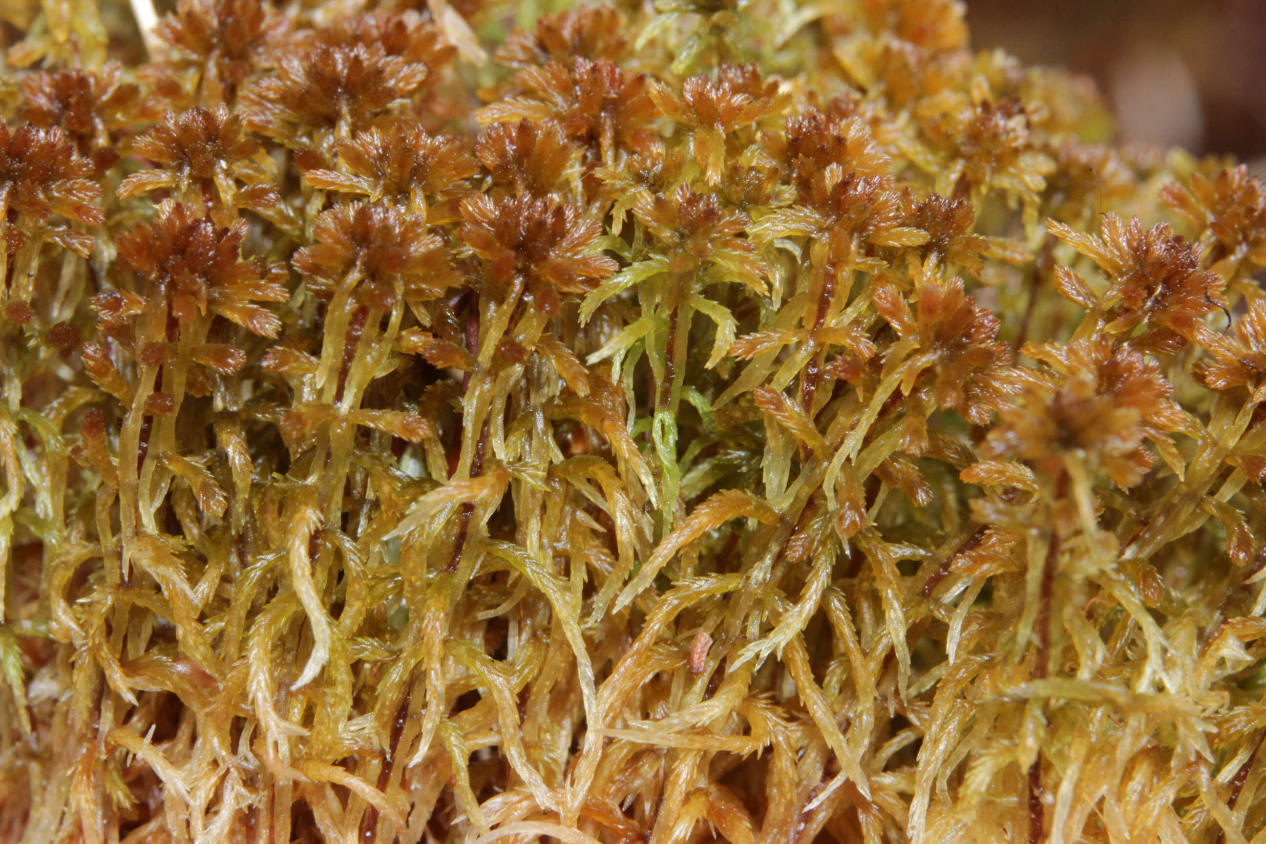 Image of sphagnum