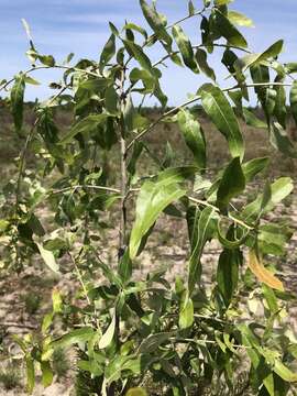 Image of Bluejack Oak