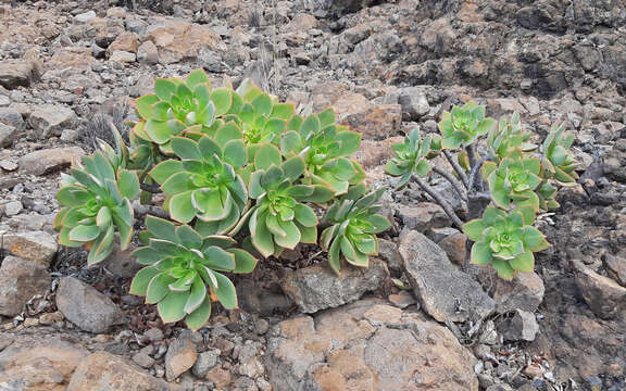 Image of Aeonium percarneum (Murray) J. Pitard & L. Proust