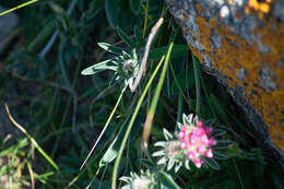 Plancia ëd Anthyllis vulneraria subsp. iberica (W. Becker) Jalas