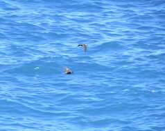 Image of Black Noddy