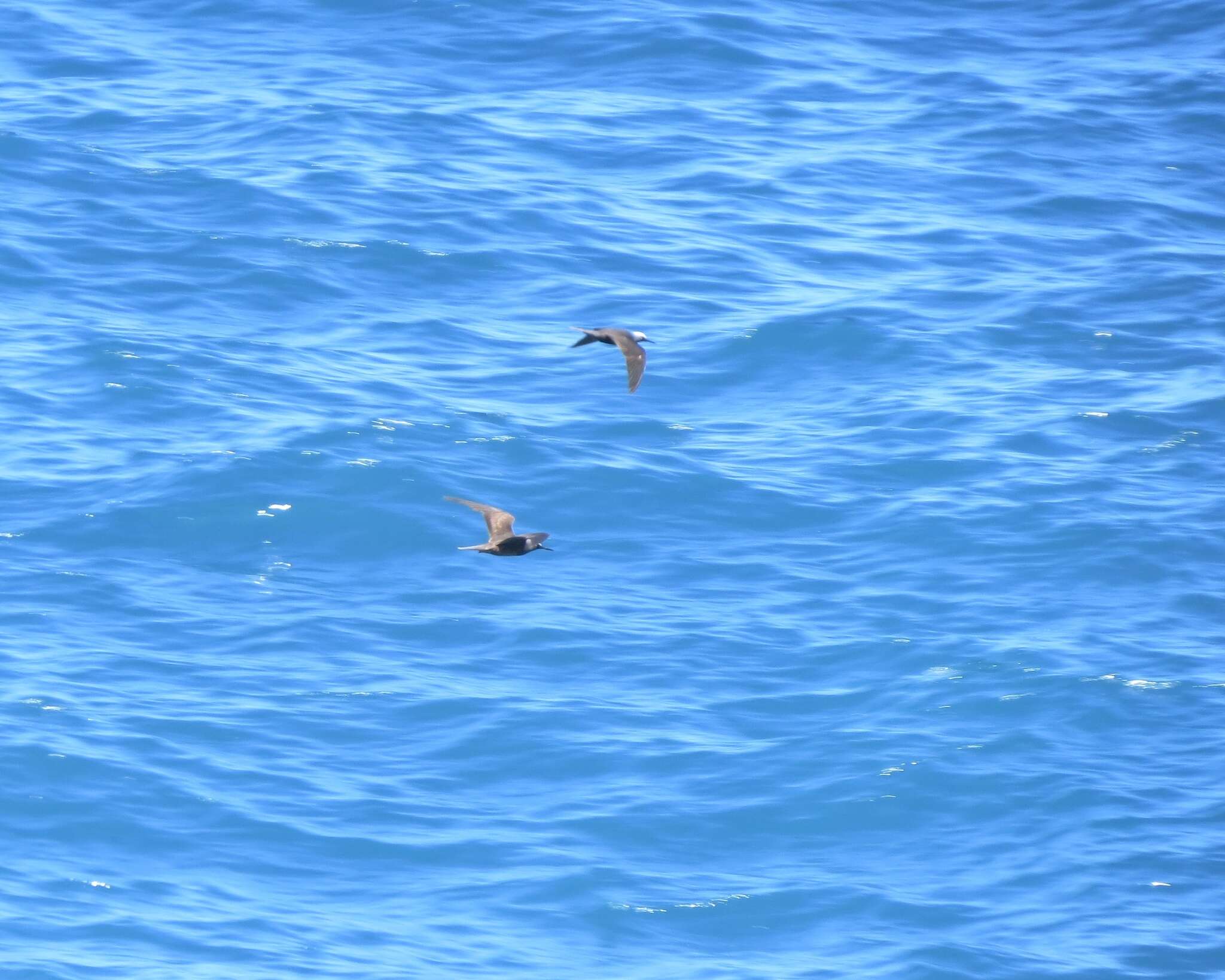 Image of Black Noddy