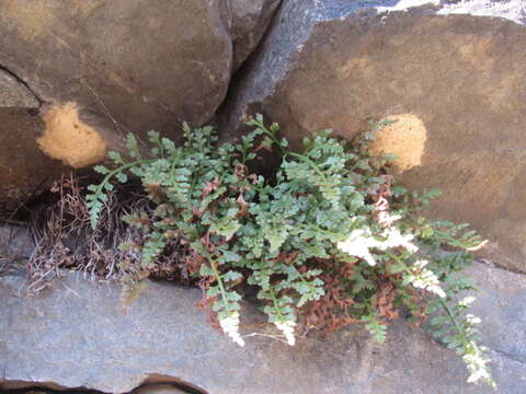 Image of mountain spleenwort