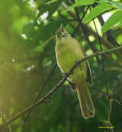 Image of Cachar Bulbul