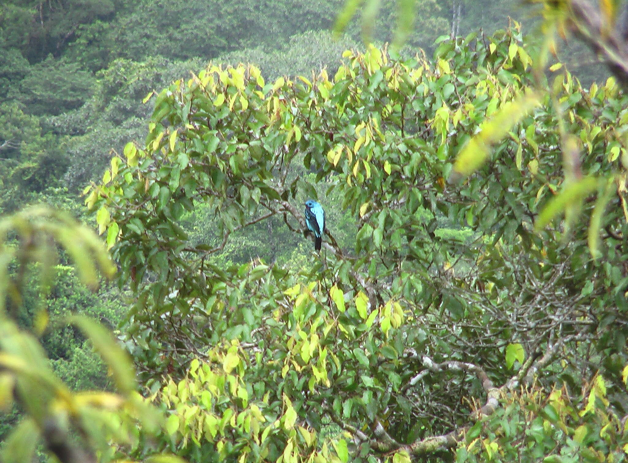 Слика од Cotinga cayana (Linnaeus 1766)