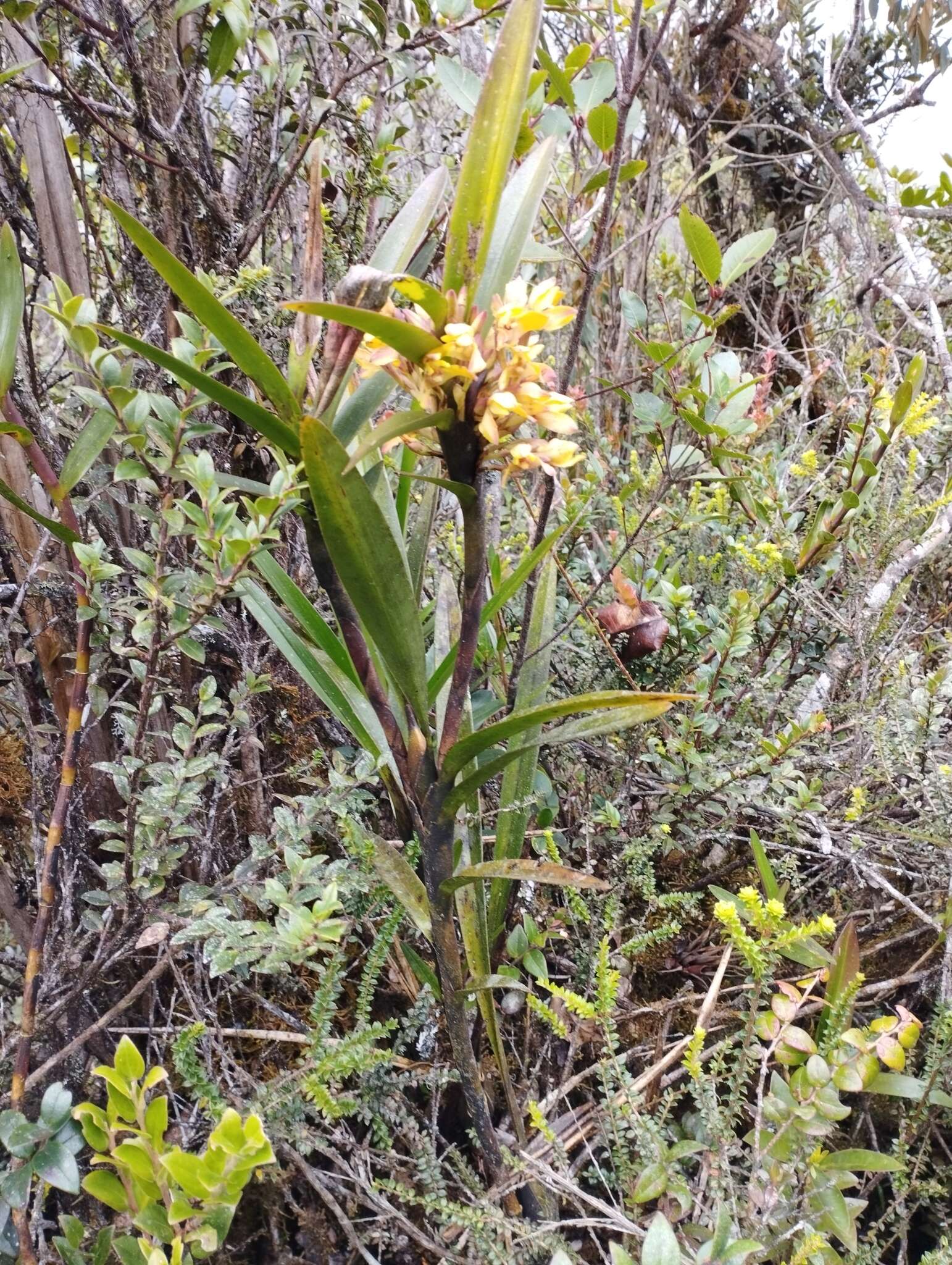 Image of Maxillaria embreei Dodson