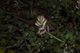 Image of Judean Fumitory