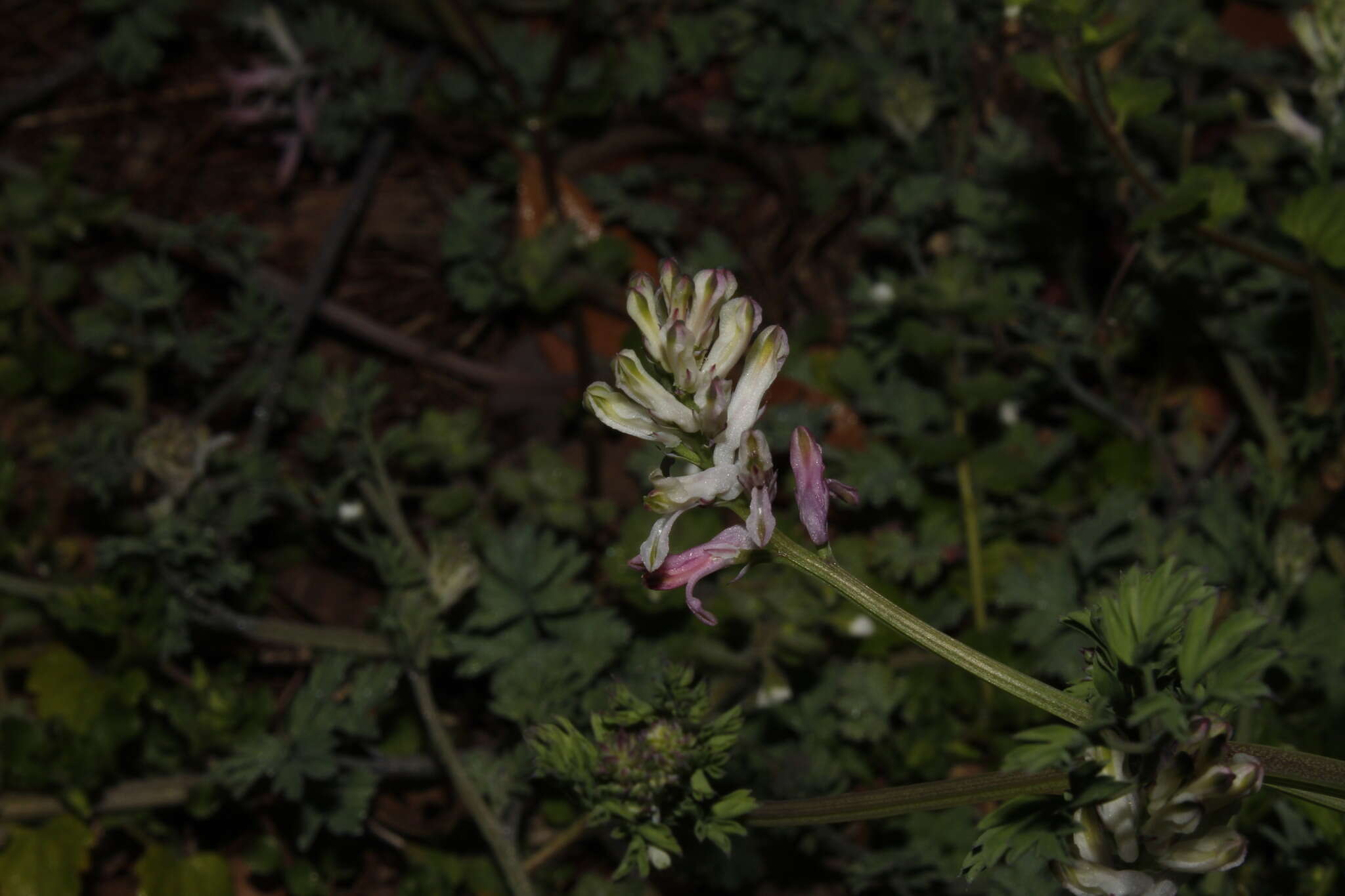 Image of Judean Fumitory
