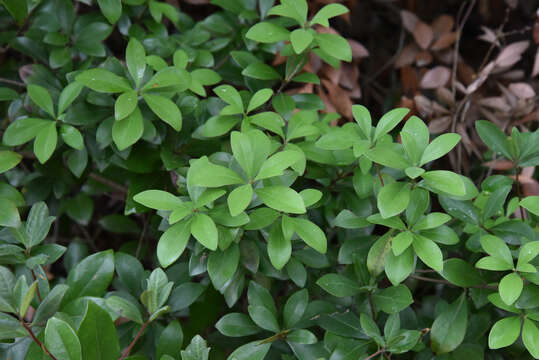 Image of Litsea rotundifolia var. oblongifolia (Nees) C. K. Allen