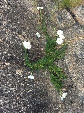 Image of large white petunia