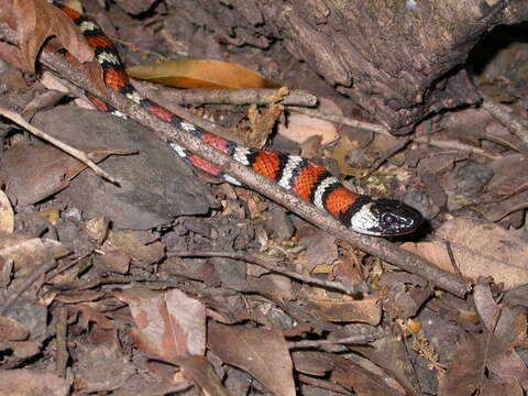 Image of California Mountain Kingsnake