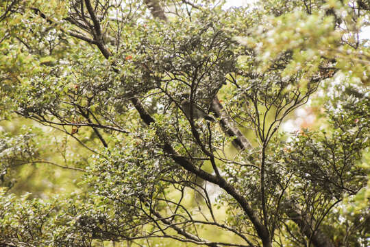 Image of Grey Gerygone