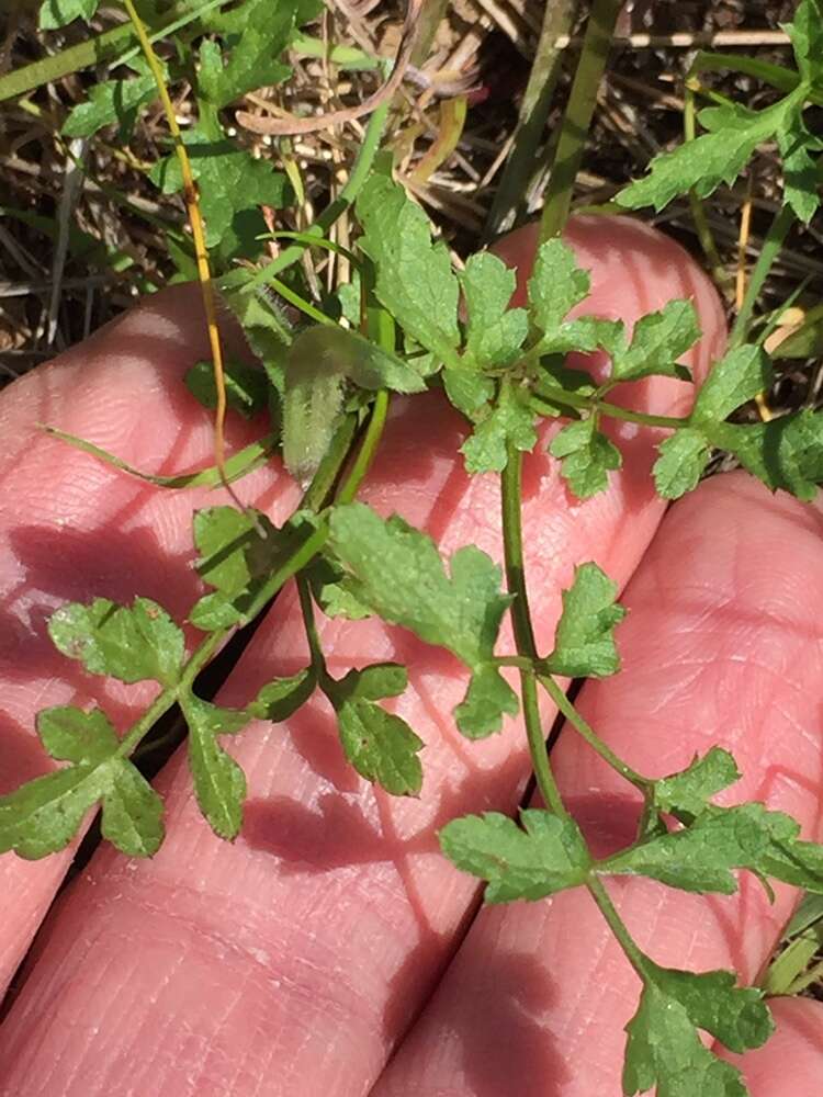 Imagem de Sanicula bipinnata Hook. & Arn.