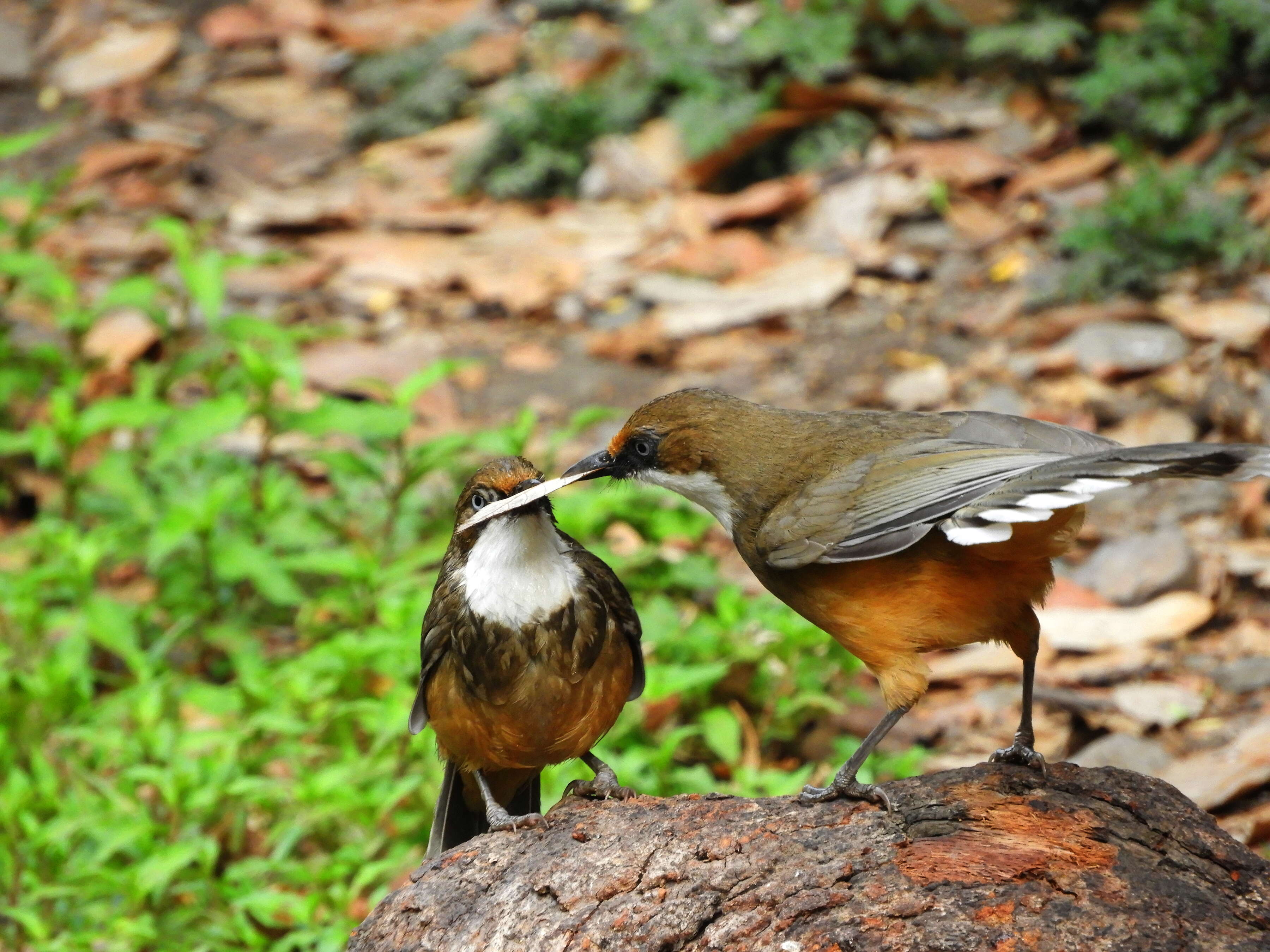 Слика од Garrulax albogularis