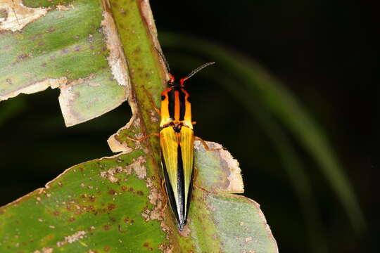 Image de <i>Semiotus intermedius</i>