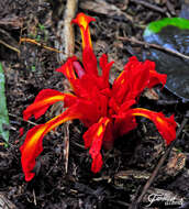 Image de Etlingera coccinea (Blume) S. Sakai & Nagam.