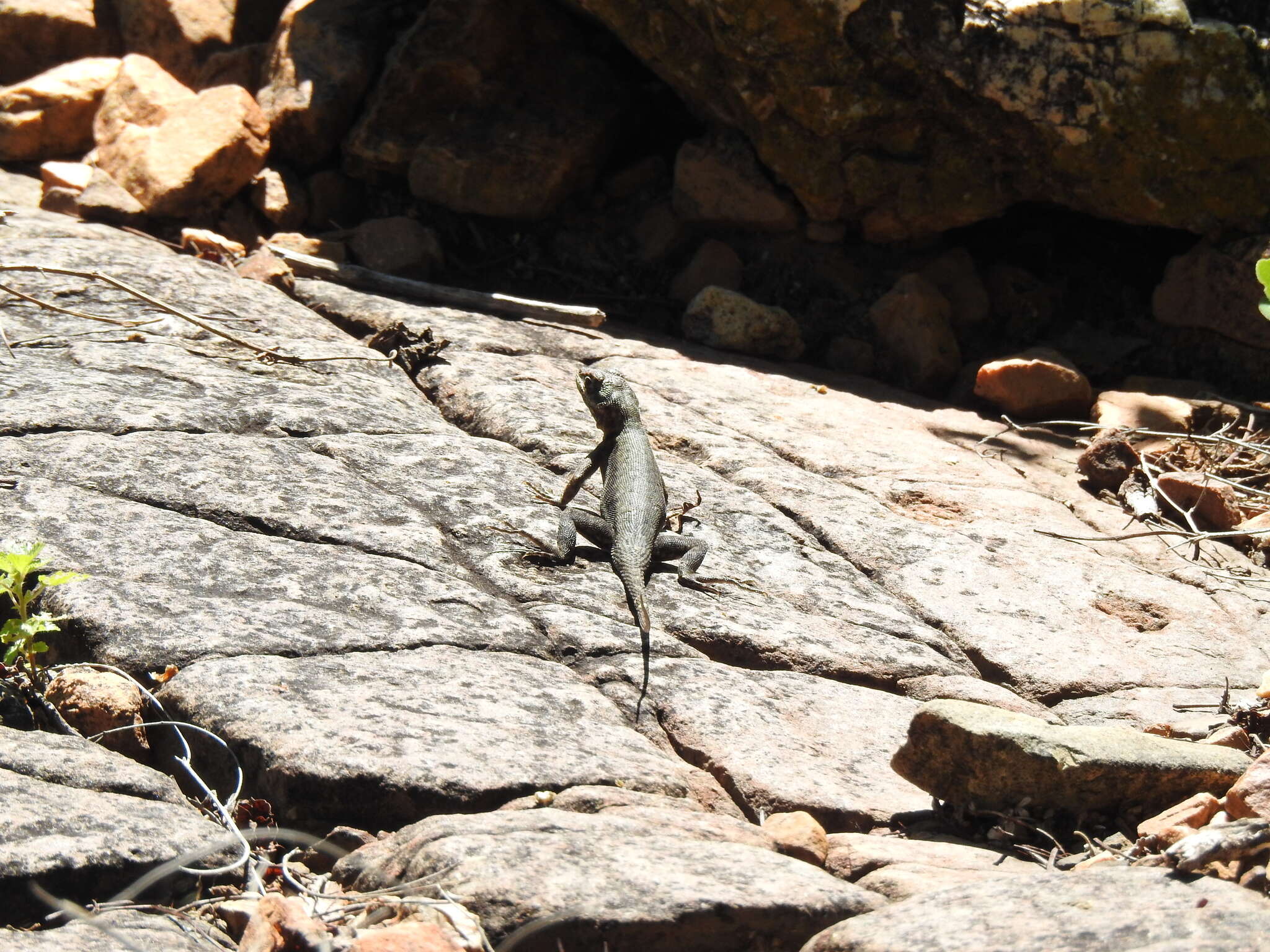 Image of Tropidurus azurduyae Carvalho, Rivas, Céspedes & Rodrigues 2018