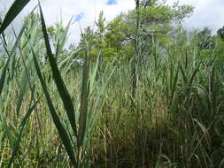 Image of reed
