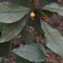 Image of Pittosporum ferrugineum subsp. linifolium (A. Cunn.) L. W. Cayzer, M. D. Crisp & I. R. H. Telford