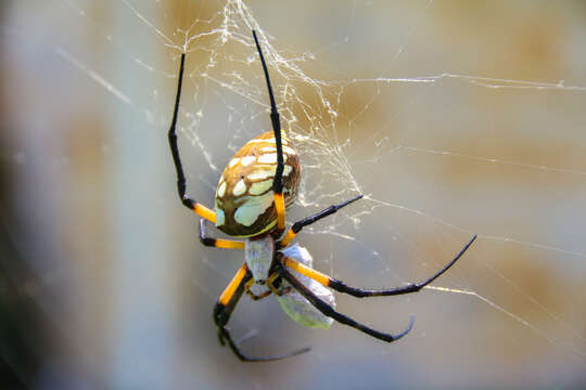 Image of Black-and-Yellow Argiope