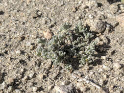 Image of dwarf cottonrose