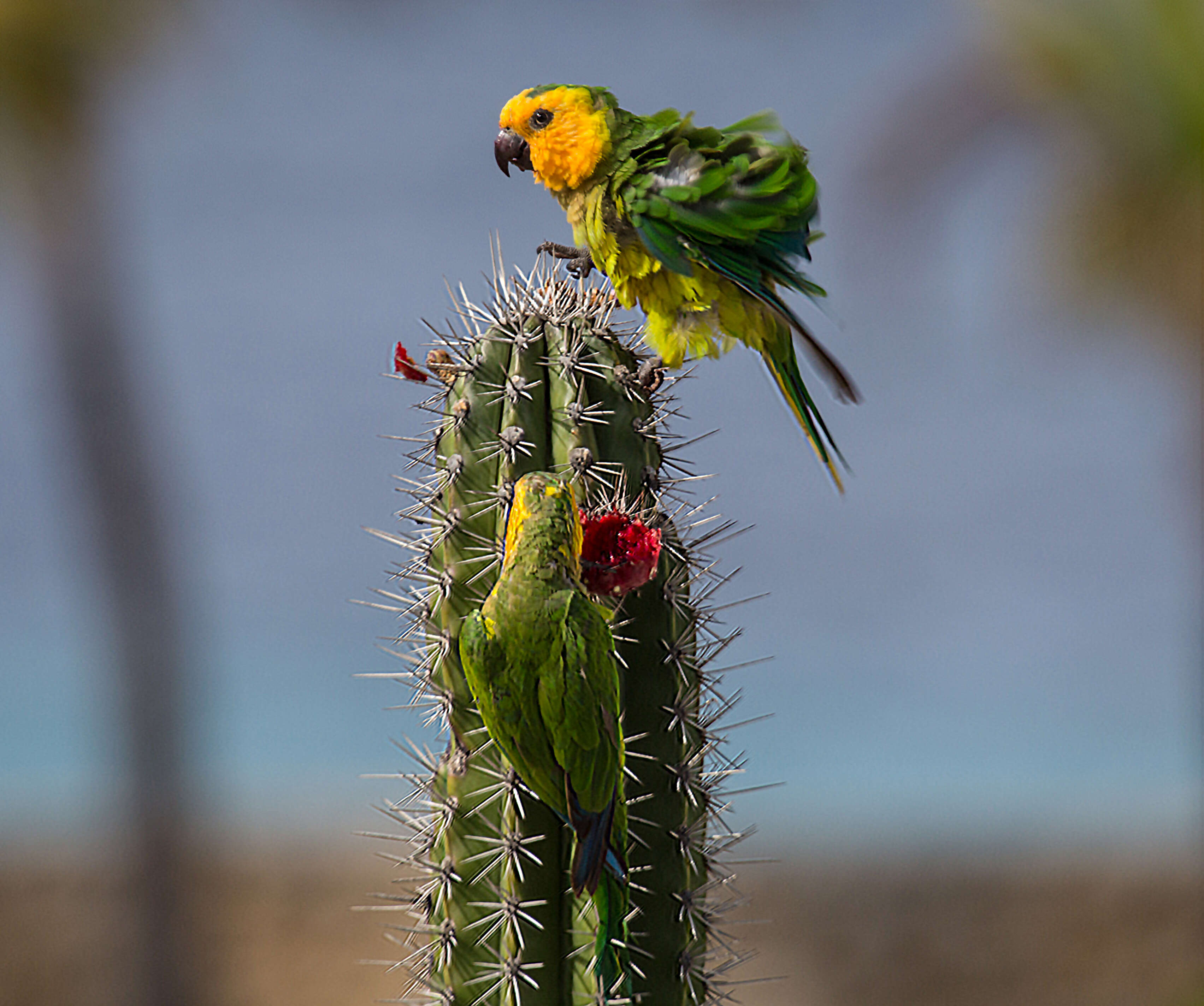 Image of Brown-throated Parakeet