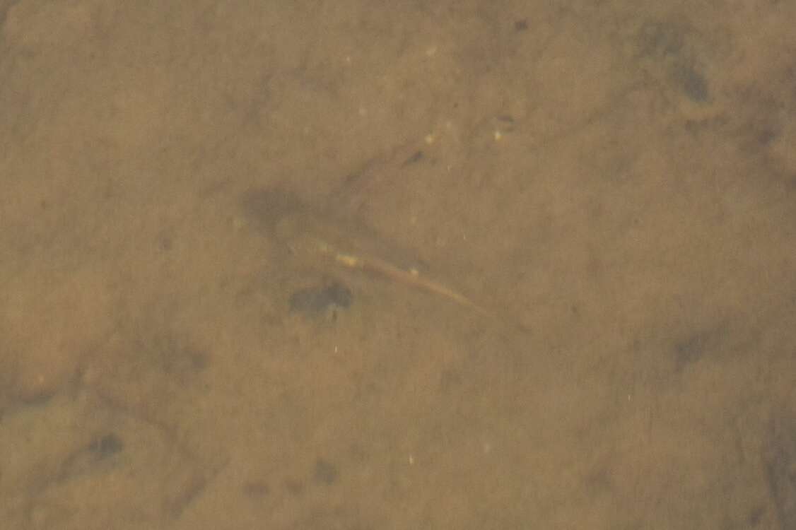 Image of San Diego fairy shrimp