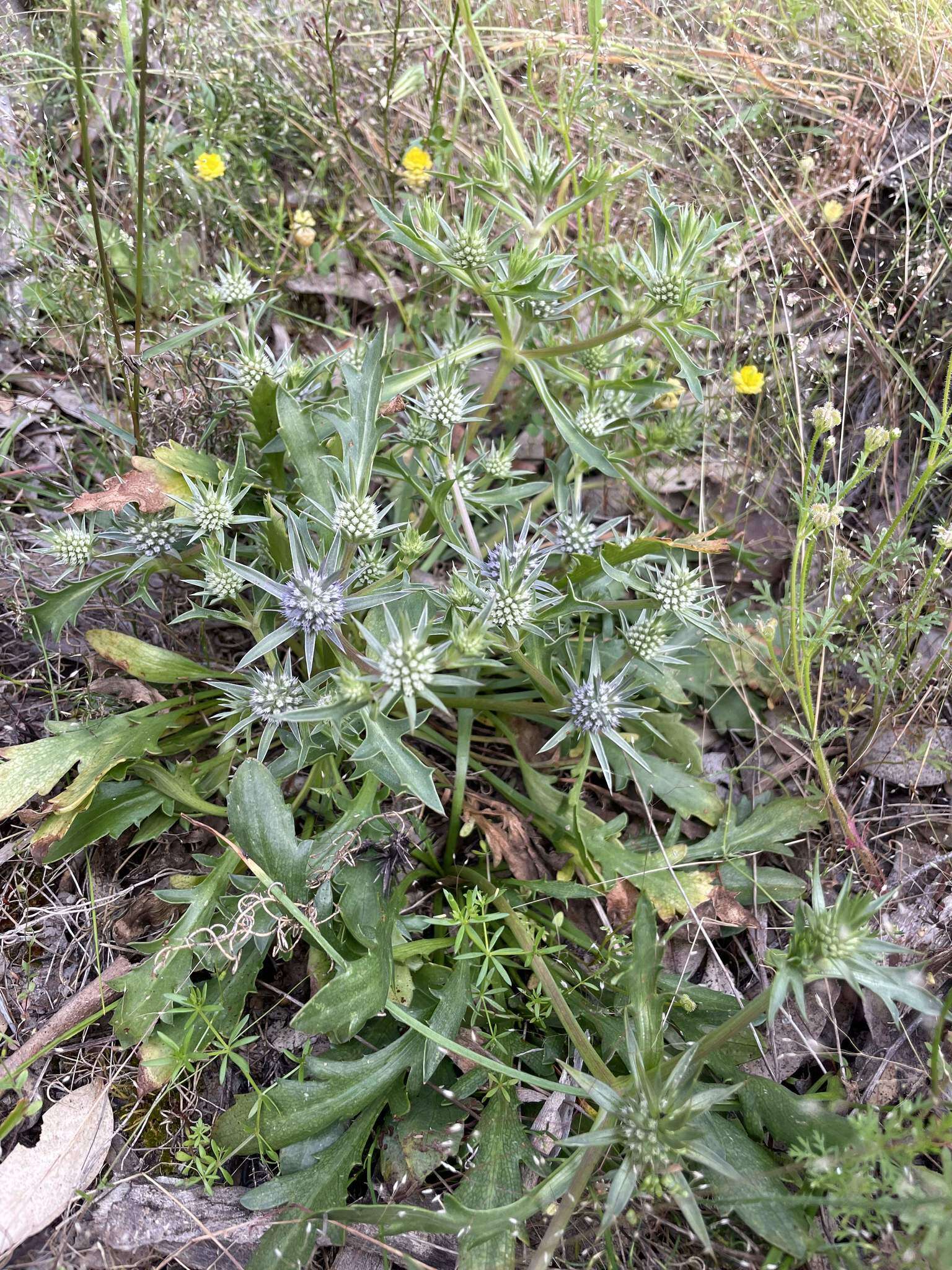 Image of Eryngium pinnatifidum Bunge