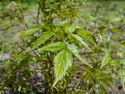 Image of baneberry