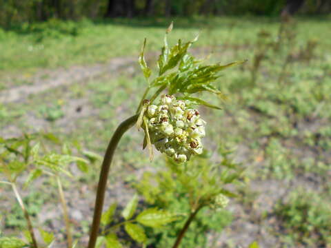 Imagem de Actaea rubra (Ait.) Willd.