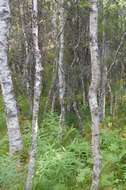 Image of Brown Birch