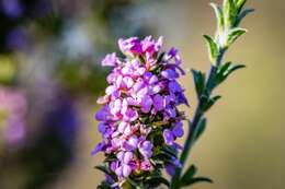 Image of Muraltia thymifolia (Thunb.) DC.