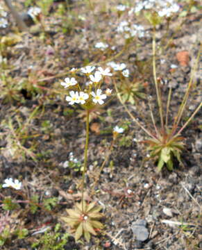 Image of pygmyflower rockjasmine