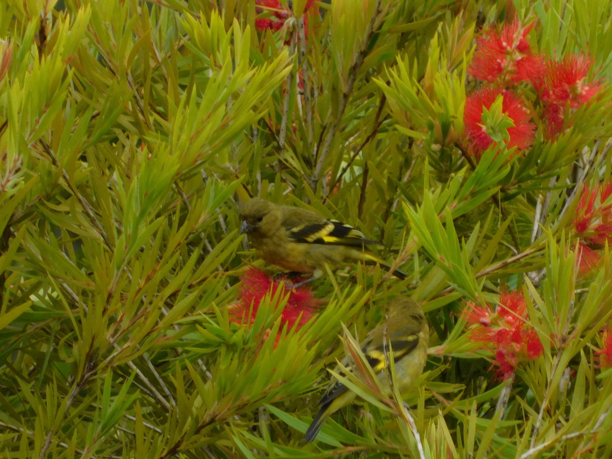 Spinus spinescens (Bonaparte 1850)的圖片